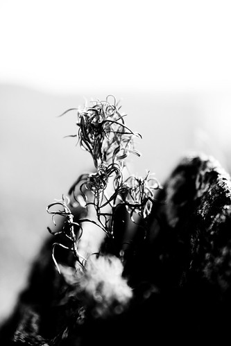 Robotic Harvest